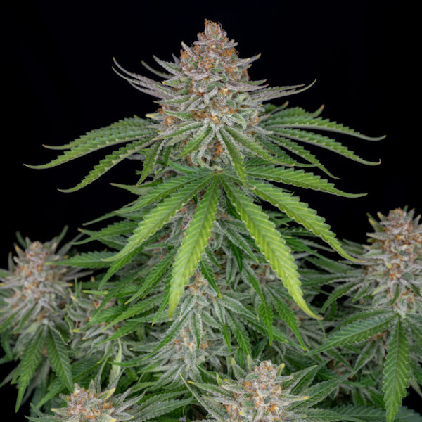 Strawberry Pie Auto jsou autoflower semínka marihuany od Fast Buds