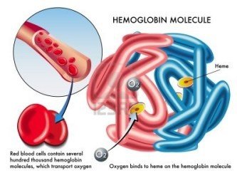 Hemoglobin