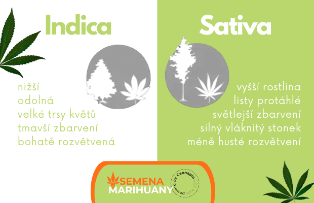 Indica vs Sativa