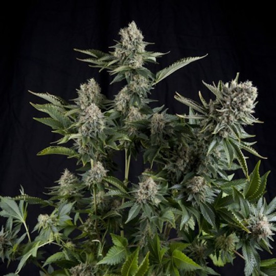 CBD White Widow od Pyramid Seeds