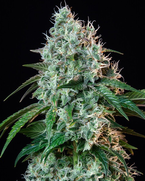 Semena konopí Hulkberry Royal Queen Seeds