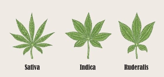 3 druhy konopí: Indica, Sativa a Ruderalis (nejméně používaná)