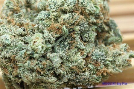 Jack Herer