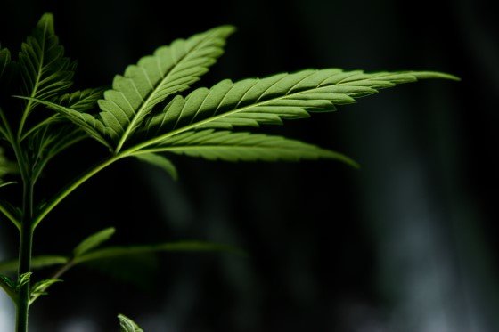 konopí marihuana studie velká británie