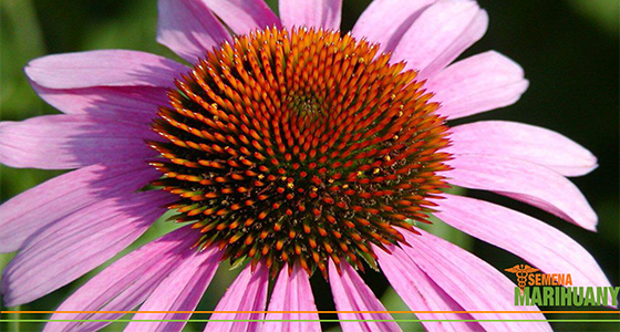 třapatka echinacea proti nachlazení 