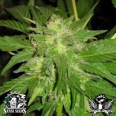 Ruderalis skunk