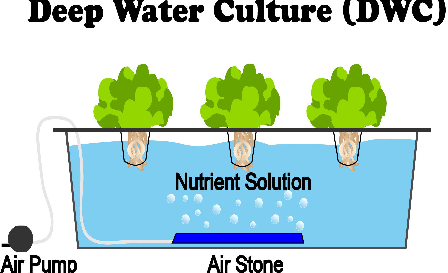 DWC - Deep Water Culture