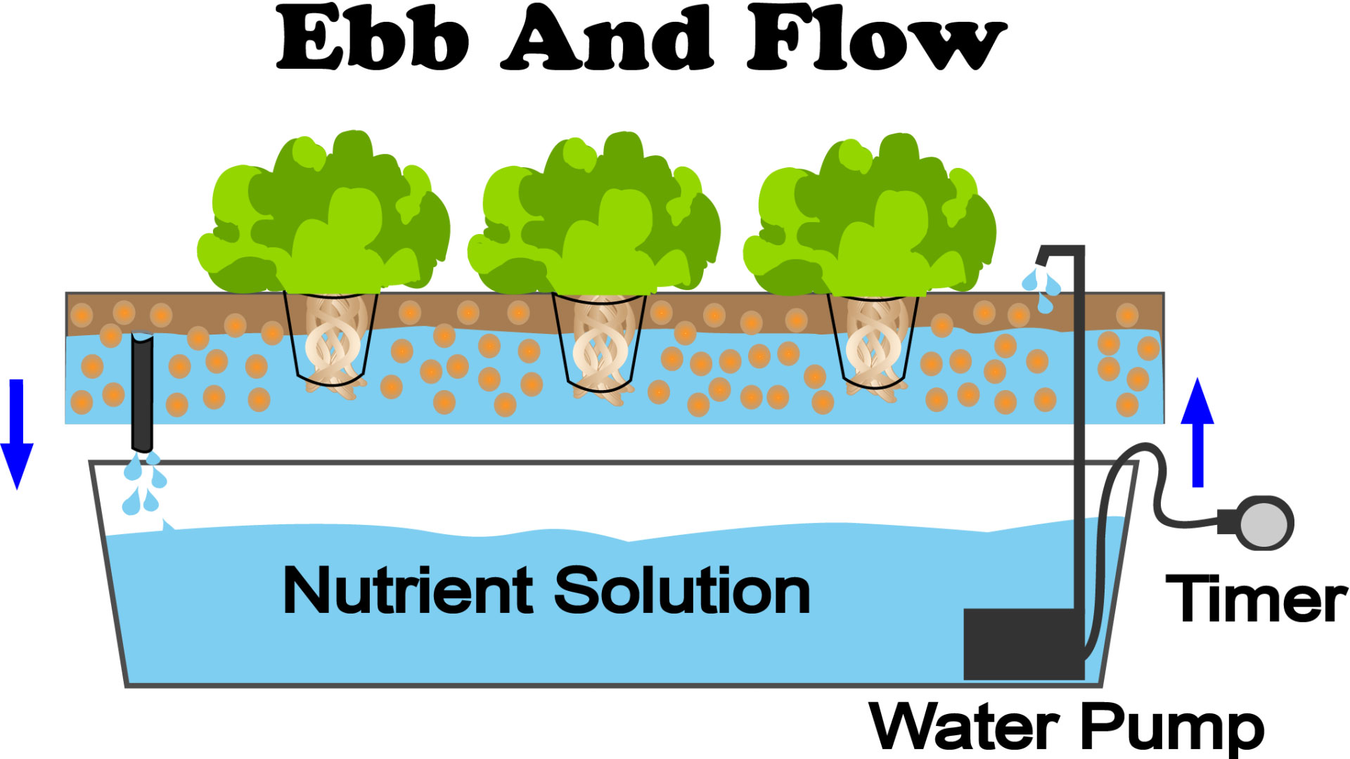 Ebb and Flow