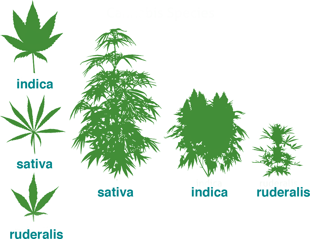 Cannabis indica vs. sativa