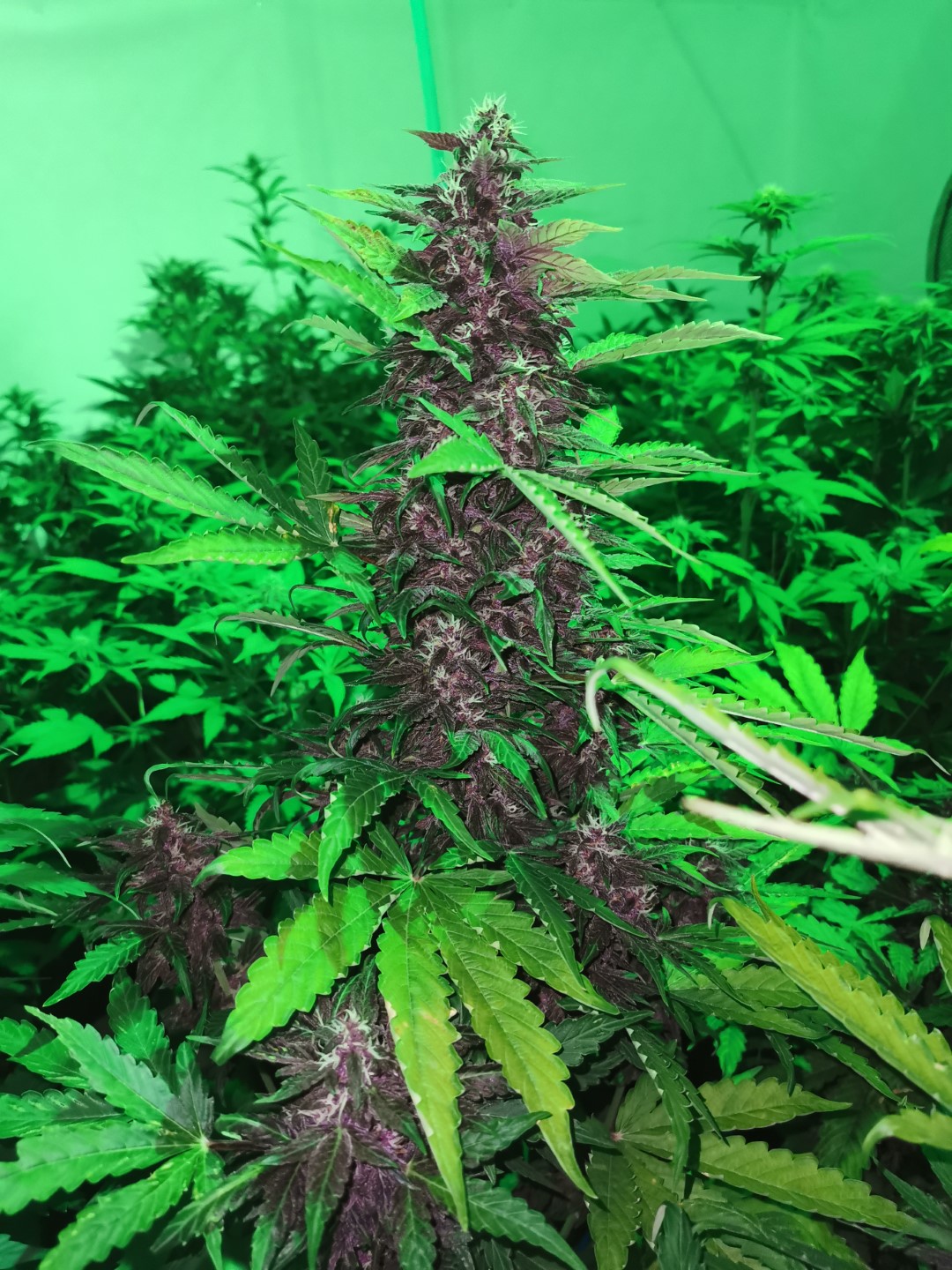 Cannapio Auto Purple CBD