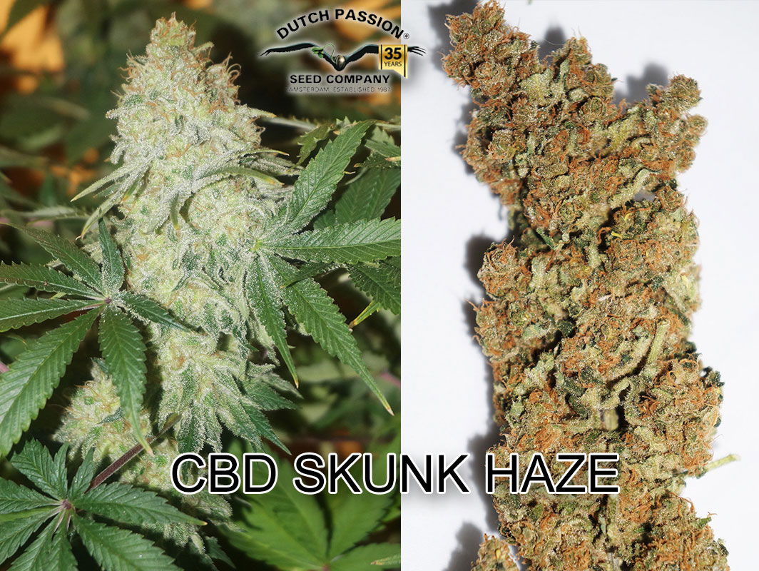 CBD Skunk Haze Dutch Passion