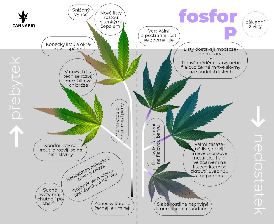 Suché, hnědé listy v důsledku nedostatku fosforu