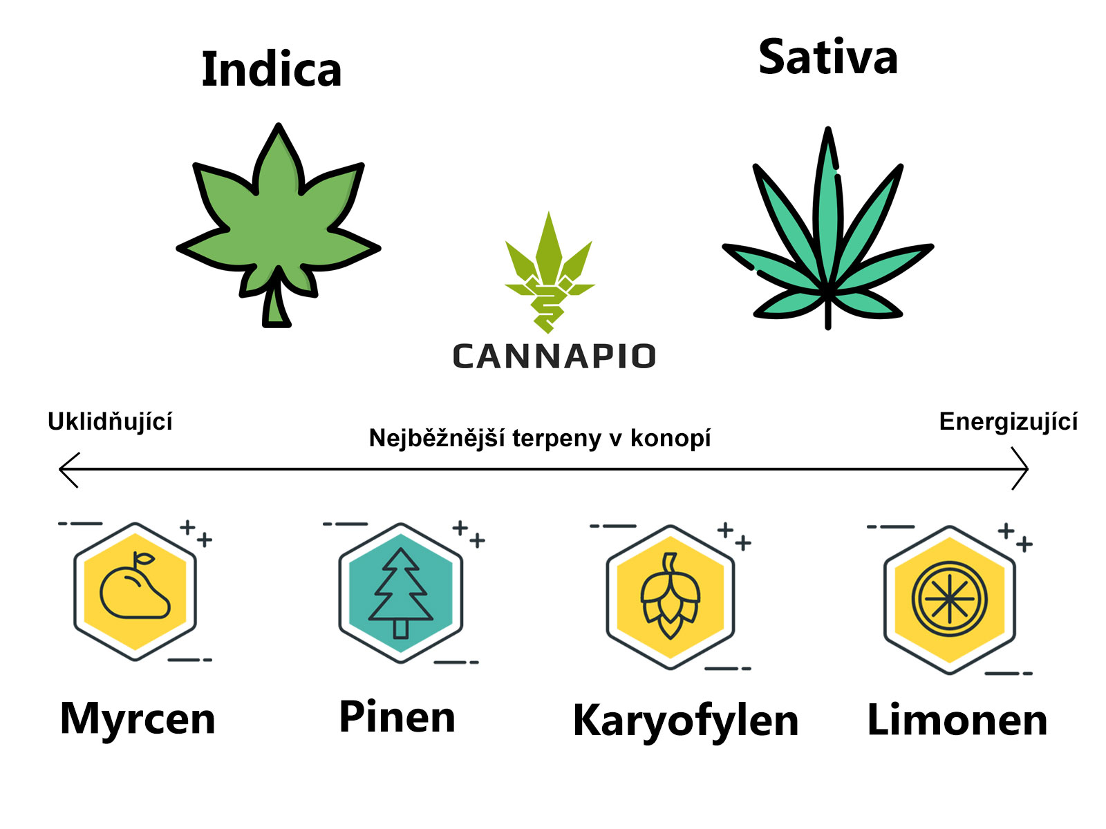 Terpeny v konopí sativa vs indica