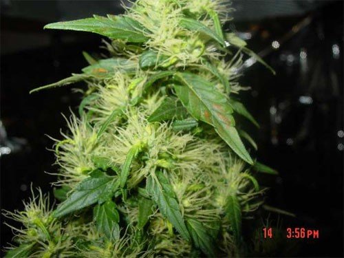 nedostatok bóru konope