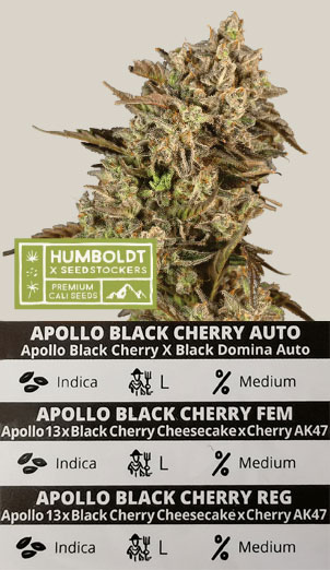 Apollo Black Cherry