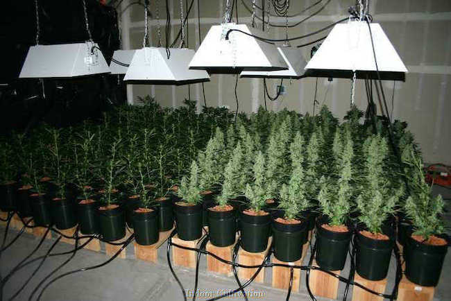 Pěstovaní autoflowering konopí 