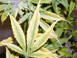 nedostatok draslíka