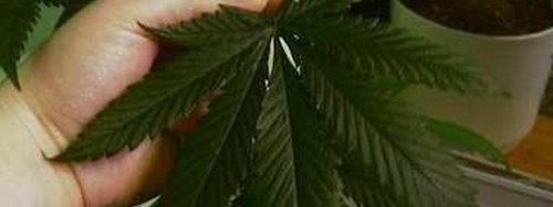 príliš veľa dusíka v konope