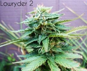 Lowryder #2