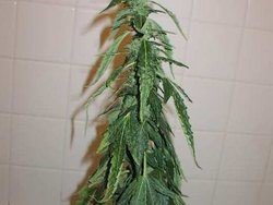 nedostatočná zálievka