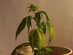 nedostatočná zálievka