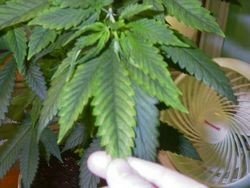 nedostatok horčíka