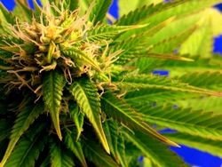 nedostatok molybdénu