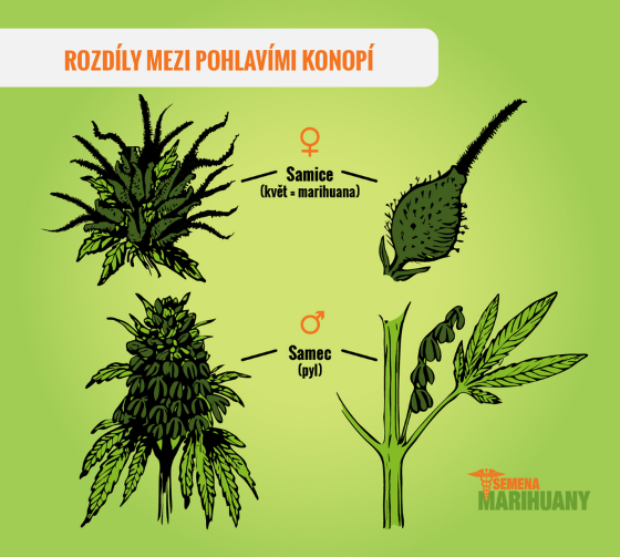 Porovnání samčí vs. samičí rostlina konopí, zdroj: wikihow.com