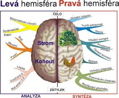 Rozdělení na pravou a levou hemisféru