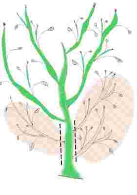  prestrihávanie konope