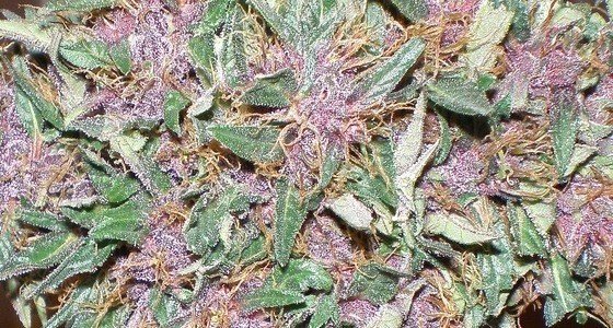 Purple - fialová marihuana