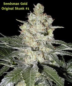 Skunk #1