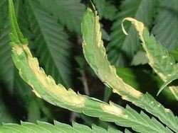 príliš silné svetlo konope