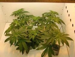 príliš silné svetlo konope