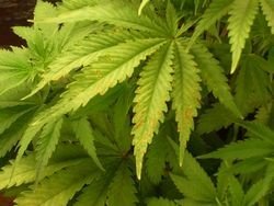 deficit vápnika konope